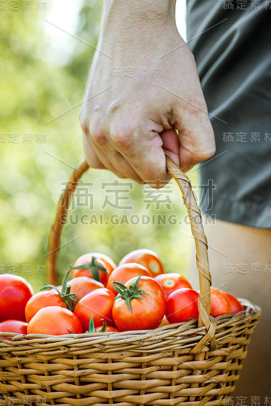 番茄夏季收获