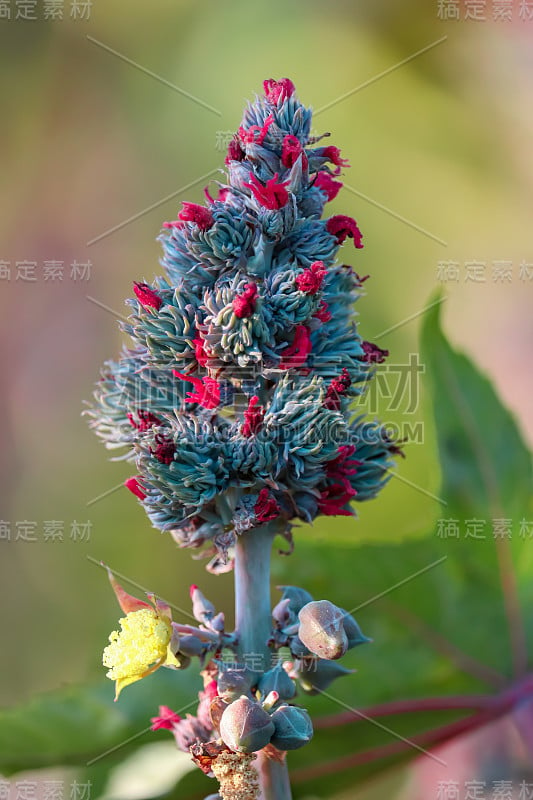 蓖麻(Ricinus communis)，蓖麻或蓖麻油植物，是大戟科大戟科多年生开花植物。它是蓖麻属