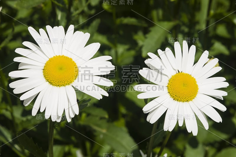 牛眼菊，白菊花，两花大观，选择性集中