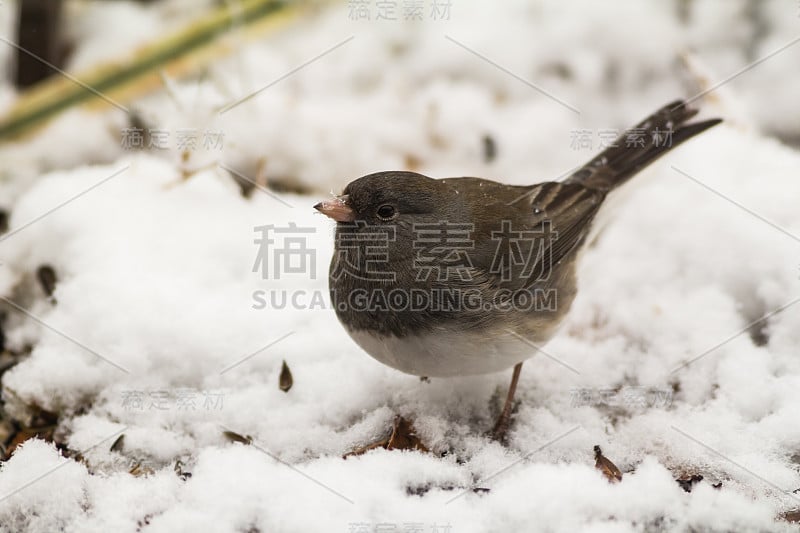 雪中的黑眼睛Junco (Junco hyemalis)