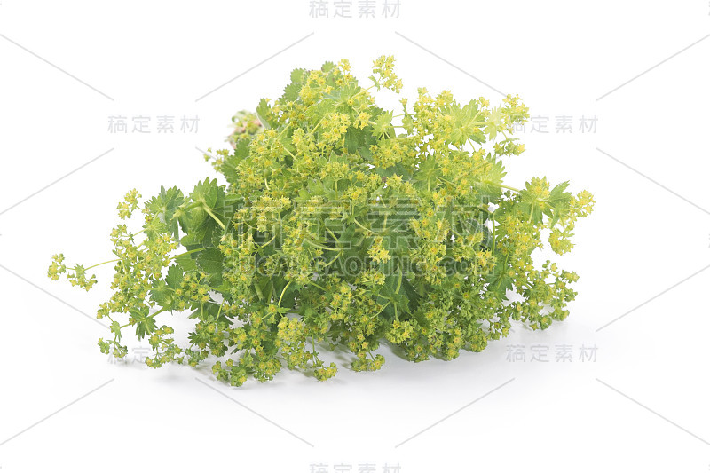 夫人的斗篷叶孤立在白色的背景。花草茶。(Alchemilla mollis)