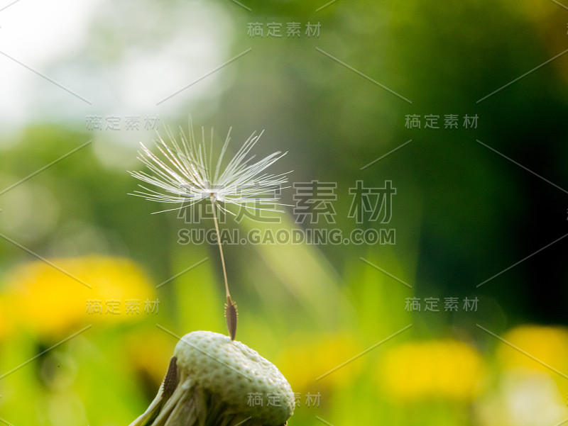 蒲公英是一朵花上降落伞的最后一粒种子，象征着孤独或坚忍不拔。蒲公英的降落伞卡在了一个网里