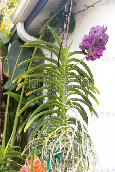 美丽的兰花特写