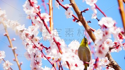 梅树和白眼，大阪，日本