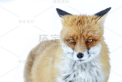 冬天的红狐。狐狸在雪地上。Vulpes Vulpes。