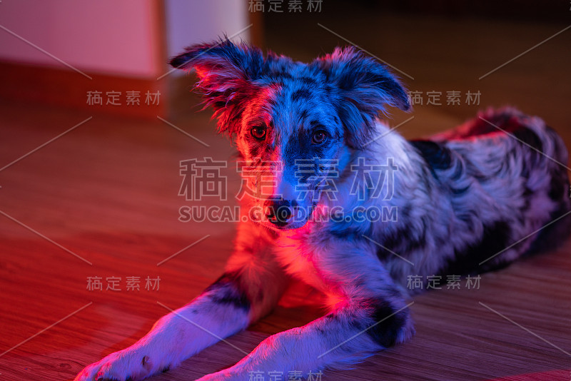 小狗边境牧羊犬梅尔