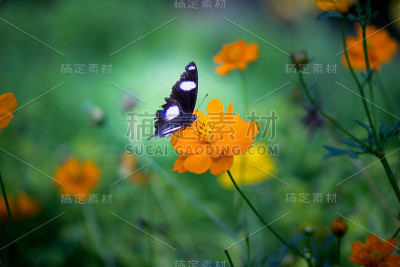 Eggfly蝴蝶