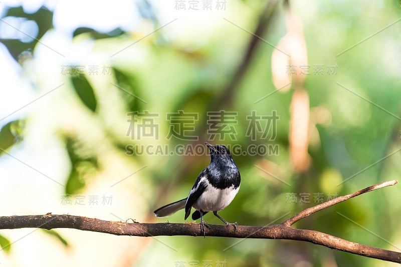 野鸟(东方喜鹊)