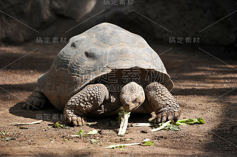 巨龟吃青菜