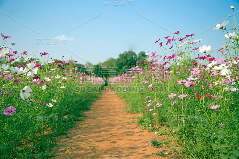 夏季田野上的雏菊花景观。