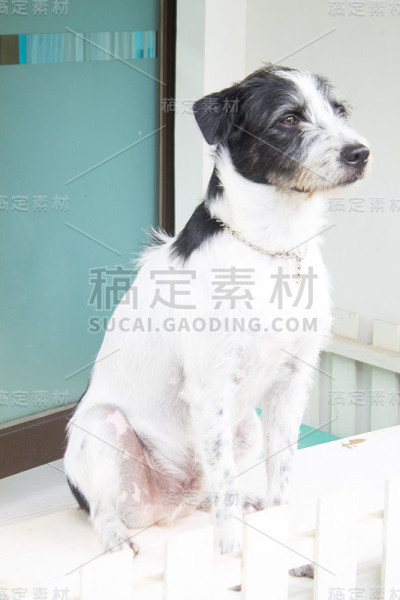 狗