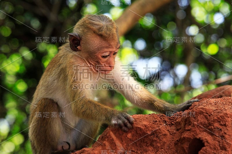 斯里兰卡西吉里亚的猴子画像