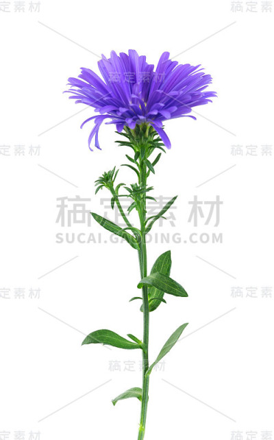 纽约紫菀，分离于白色背景