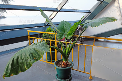 洋芋花在一个大的绿色花盆里。