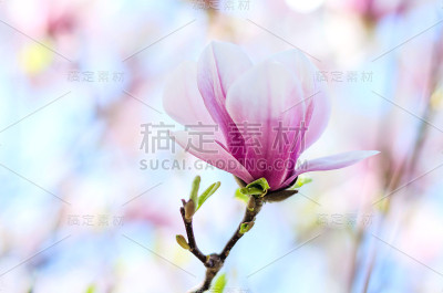 木兰在春天开花