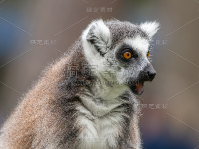 近侧视图环尾狐猴