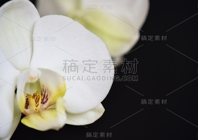 白色的兰花