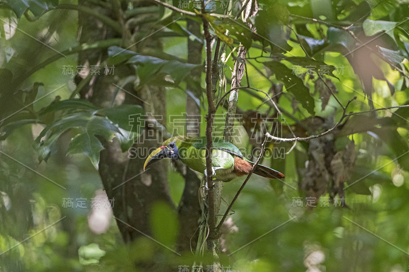 森林里的翡翠Toucanet