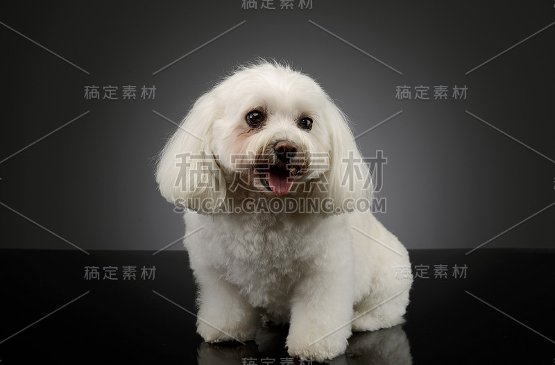 这是一只可爱的西施犬