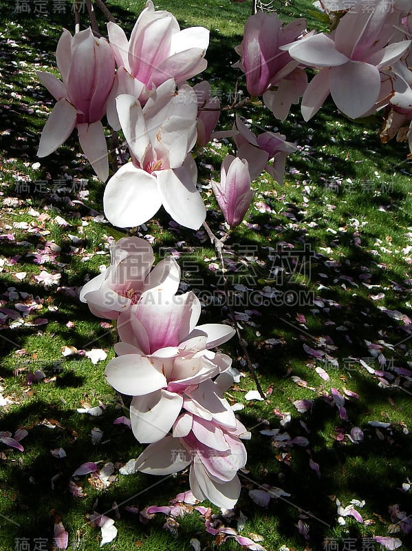 华盛顿木兰花和花瓣2010