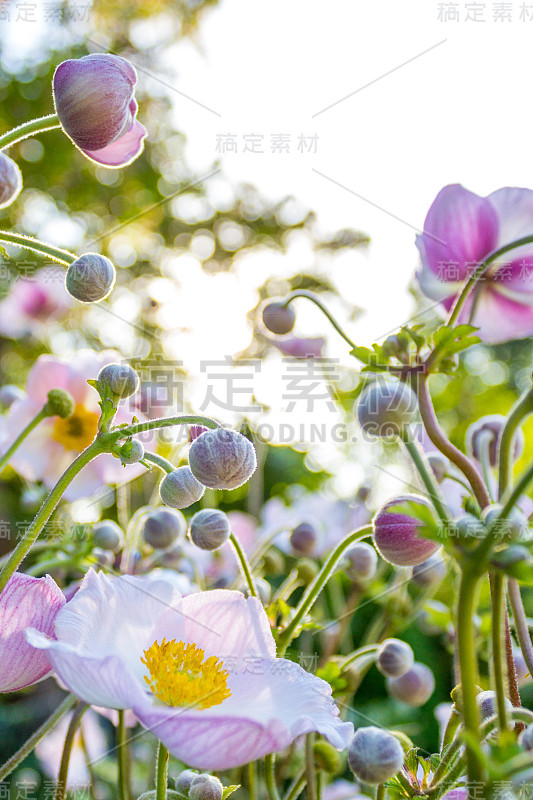 白色的粉红色春天的花，银莲花的田野