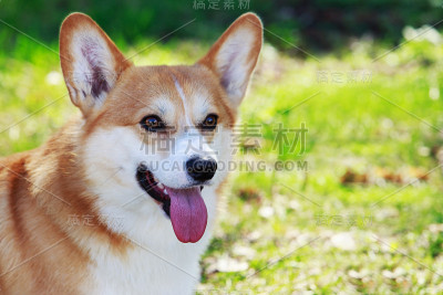 威尔士科基犬彭布罗克