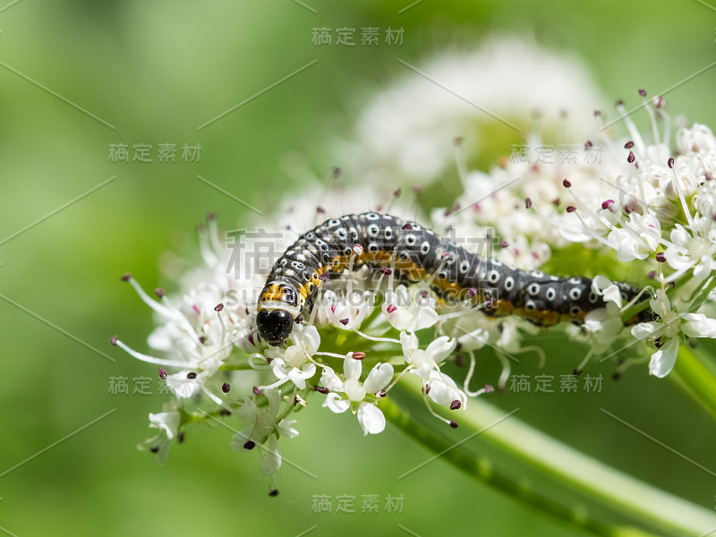 以水芹为食的竹荚蛾毛虫幼虫