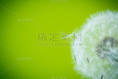 蒲公英