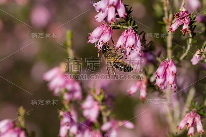 蜜蜂在石南花上