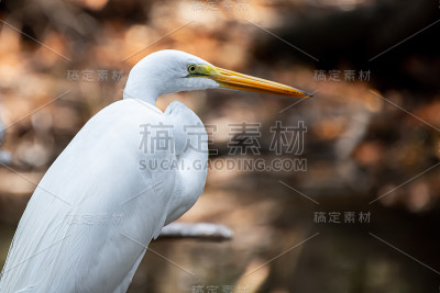 大白鹭的特写
