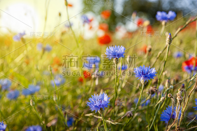 草地上有罂粟花、矢车菊和雏菊。夏天阳光灿烂的日子。