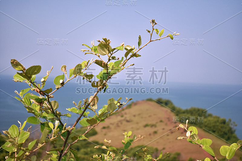 印度山顶上一棵枣树的特写镜头