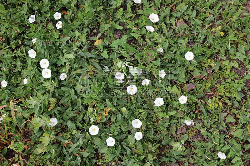 杂草牵牛花或小旋花，旋花