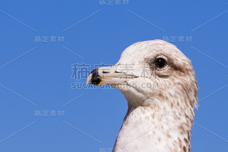 环嘴鸥(Larus delawarensis)头的特写;加州旧金山湾区