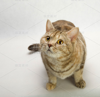 英国短毛猫特写