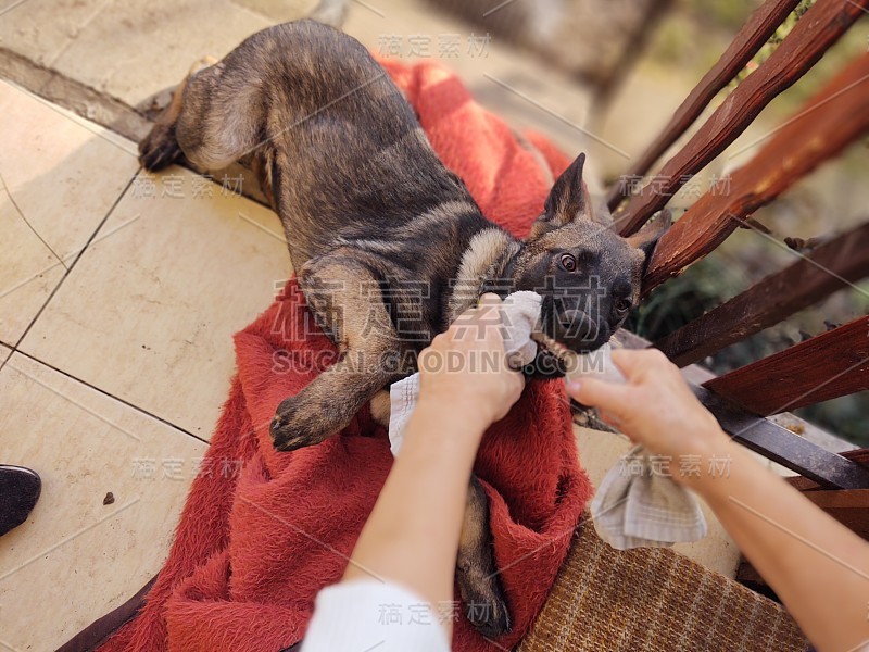 德国牧羊犬幼小的小狗与人的手玩耍。