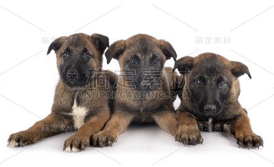 小狗比利时牧羊犬