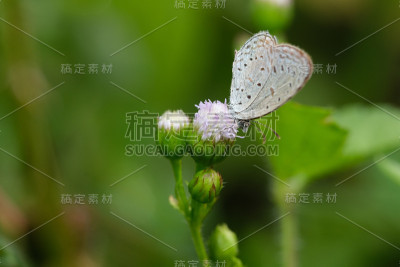 有花蜜