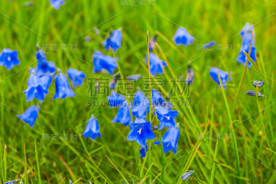 特写蓝色的花在草