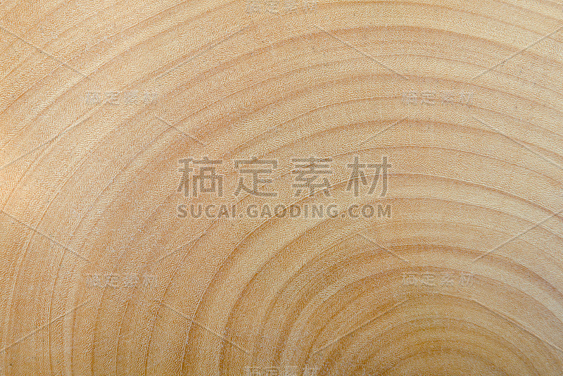 木质纹理的大树半横截面