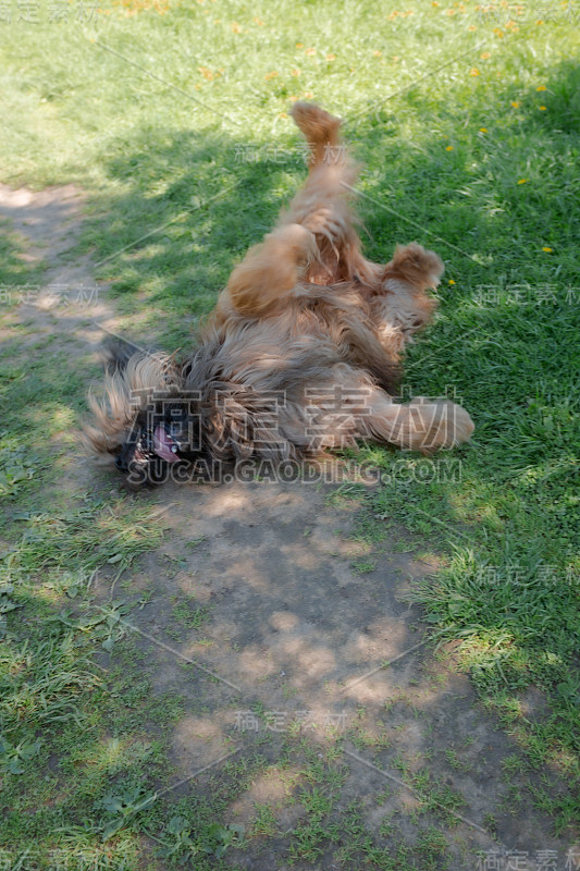 一只红色的牧羊犬，荆棘正在春天的草地上玩耍。