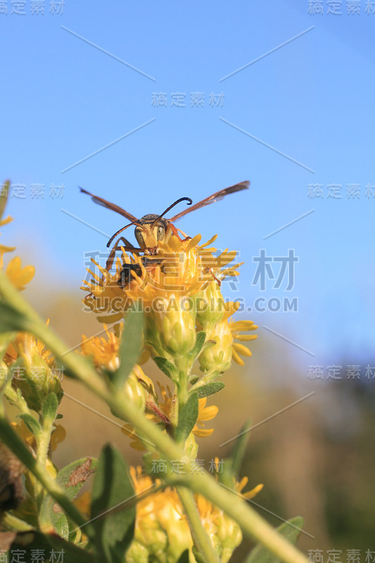 大黄蜂