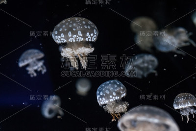 斑点礁湖水母近距离。