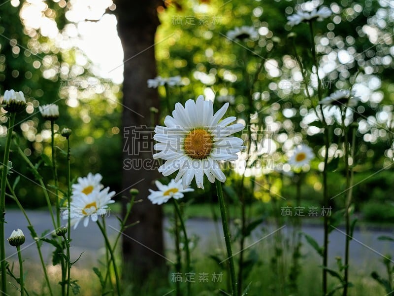 牛眼菊雏菊花