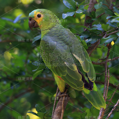 Turquoise-fronted鹦鹉