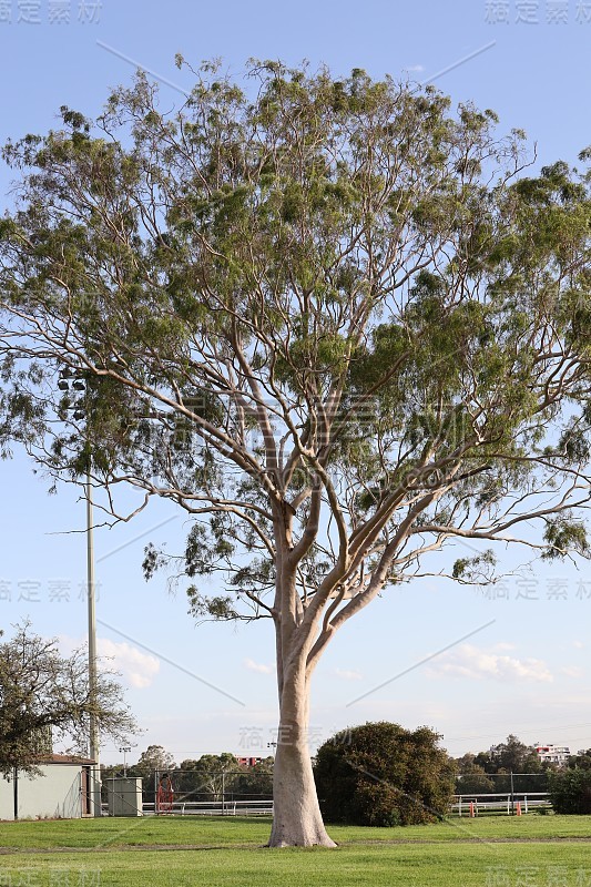 美丽的桉树在日落与美丽的蓝天背景悉尼公园