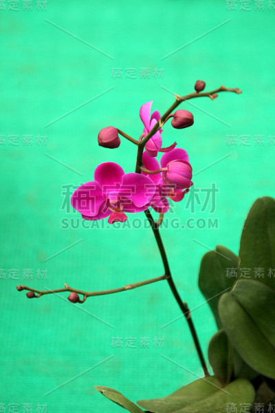 红兰花束