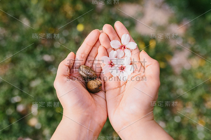 俯视图的女人拿着杏仁壳和杏仁花在她的手掌在地里。令人惊奇的春天的开始。有选择地盯着她的手。