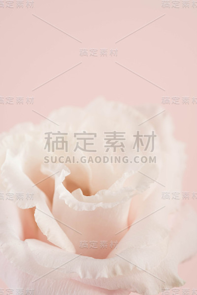 美口花，сhinese玫瑰