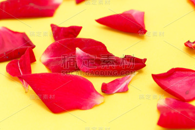 黄色背景上的玫瑰花瓣